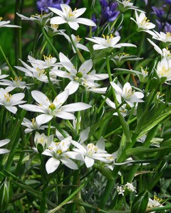 Ornithogalum umbellatum.jpg